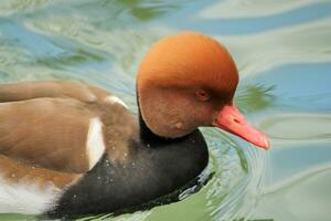 Tafelente Ente Porträt foto