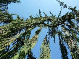 fallen Geäst und Blau Himmel foto