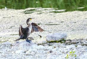 weiblich Kormoran, Phalacrocorax Auritus, auf ein Stein foto