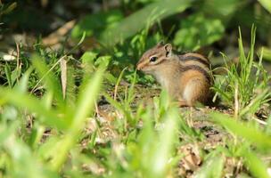 Chipmunk auf das Boden foto