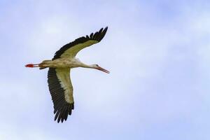 europäisch Weiß Storch, Ciconia, fliegend im das Himmel foto