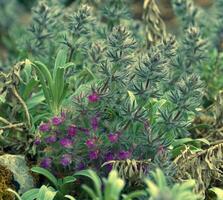 Holz Betonie, Stachys Lavandulifolia foto