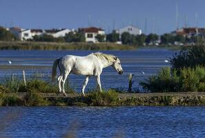 Camargue Pferd, Frankreich foto
