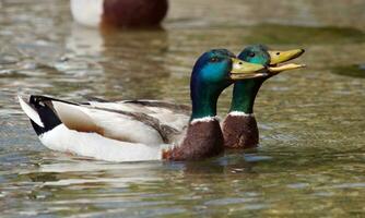 Stockente, anas platyrhynchos, Enten quaken foto