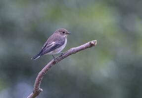 weiblich europäisch gescheckt Fliegenfänger , Ficedula Hypoleuca, auf ein Ast foto