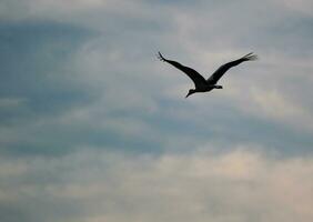 migrieren Storch fliegend foto