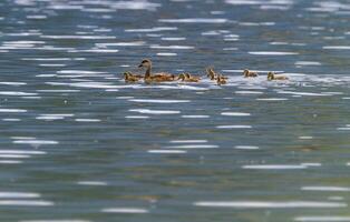 Tafelente Ente, anas platyrhynchos, und Babys foto