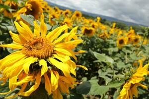 Biene auf einer Sonnenblume foto