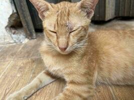 schläfrig Ingwer Katze Gesicht mit halb geheilt Wunde in der Nähe von das richtig Auge. streunend indonesisch wild Katze isoliert auf halb draussen Umgebung mit hölzern Bodenbelag Hintergrund foto