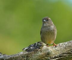 weiblich Spatz auf ein Kofferraum foto