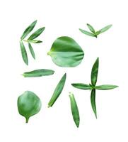 ein einstellen von Grün Blätter Wasser Hyazinthe auf ein Weiß Hintergrund foto