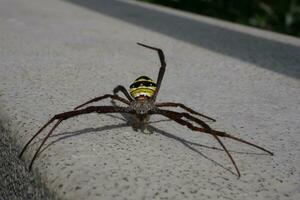 ein Spinne mit Gelb und schwarz Streifen foto