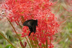 irisierend Schmetterlinge und rot Spinne Lilien foto