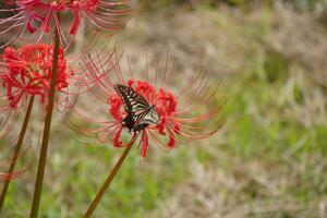 irisierend Schmetterlinge und rot Spinne Lilien foto