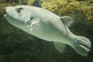 ein Puffer Fisch Schwimmen im ein Aquarium foto