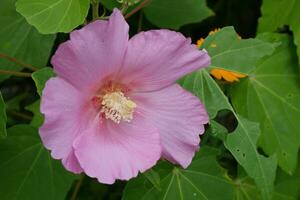 ein Rosa Blume mit Grün Blätter im das Hintergrund foto