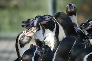 ein Gruppe von Pinguine Essen von ein Schüssel foto