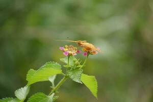 Orange Schmetterling mit entdeckt Flügel im das wild foto