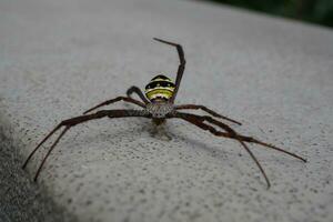 ein Spinne mit Gelb und schwarz Streifen foto