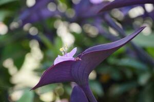 ein lila Blume mit ein Grün Stengel foto