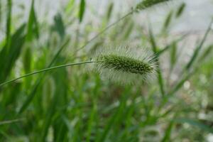 ein schließen oben von ein Gras Pflanze mit ein Grün Stengel foto