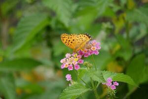 Orange Schmetterling mit entdeckt Flügel im das wild foto