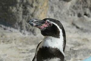 ein Pinguin mit ein Rosa Nase und schwarz und Weiß Gefieder foto