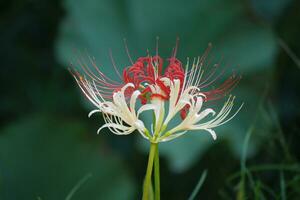 Spinne Lilie Blume mit lange Stängel und rot und Weiß Blumen foto