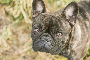 Französisch Bulldogge Porträt. Tier, Haustier. das aussehen von ein Hund. foto