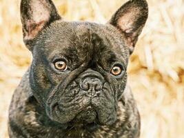 Französisch Bulldogge Porträt. das Hund ist schwarz mit gestromt Farbe. ein Haustier, ein Tier. foto