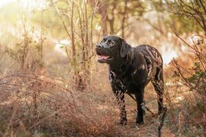 schwarz Labrador Retriever auf ein gehen im das Wald. Hund im schwarz Munition Porträt von ein Haustier. foto