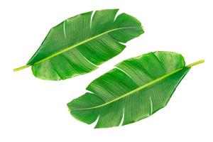 große grüne Bananenblätter der exotischen Palme auf weißem Hintergrund. foto
