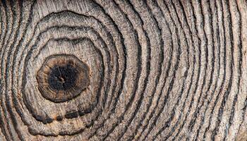 Log schließen oben hölzern Hintergrund, Makro Foto von Baum Scheibe, schwarz und Weiß Foto