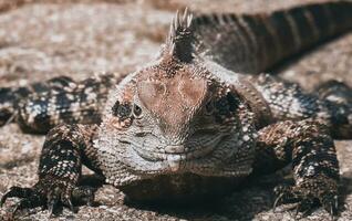 australischer Wasserdrache foto