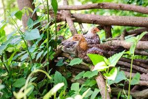 Hühnchen ruht auf dem toten Wald auf dem Bauernhof foto