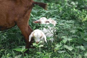 Ziegenbabys werden auf dem Bauernhof mit Gras beweidet foto