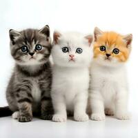 3 süß schottisch falten Kätzchen sitzen zusammen Weiß Hintergrund Illustration, generativ ai foto