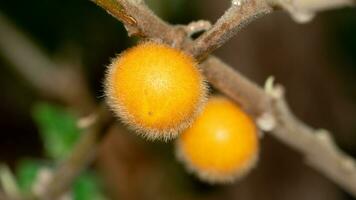 Gelb Obst von Solanum Ferox oder Solanum Stramonifolium und Name von haarig-fruchtig Aubergine. Obst hängend auf Geäst. Obst ist kugelförmig und hat Sanft Haare Abdeckung das ganz Bereich. foto