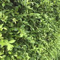 eine Mauer oder ein Zaun aus grünen Blattpflanzen.