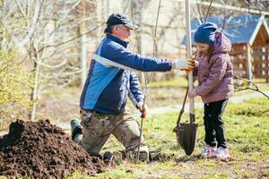 glücklich Vater mit seine Tochter Pflanzen ein Obst Baum foto