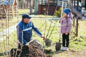 glücklich Vater mit seine Tochter Pflanzen ein Obst Baum foto