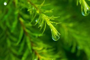 Wasser auf Urlaub Hintergrund, grünes Blatt Natur foto