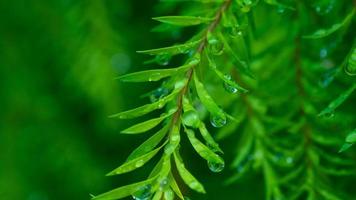 Wasser auf Urlaub Hintergrund, grünes Blatt Natur foto