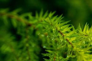 Wasser auf Urlaub Hintergrund, grünes Blatt Natur foto