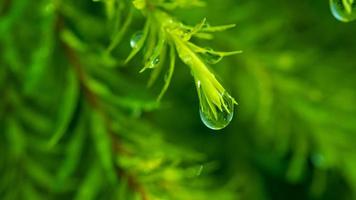 Wasser auf Urlaub Hintergrund, grünes Blatt Natur foto