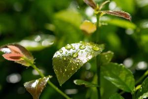 Wasser auf Urlaub Hintergrund, grünes Blatt Natur foto