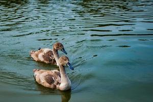 junge Schwäne schwimmen im Teich im klaren Wasser
