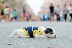 wenig Weiß Hund Chihuahua Schlafen auf Straße foto
