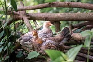 Hühnchen ruht auf dem toten Wald auf dem Bauernhof foto