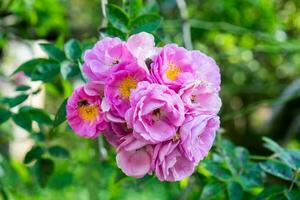 Rosa blühen Bündel Blume blühen auf Baum foto